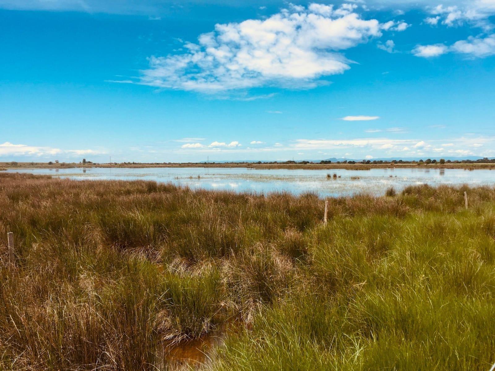 Paysage de Camargue, étangs et marais