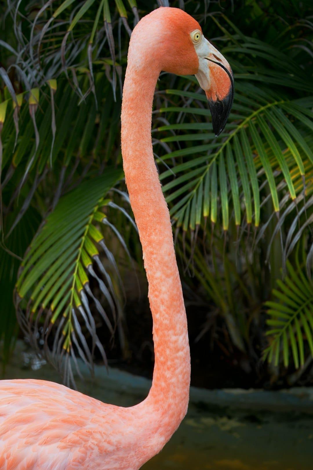Flamants roses au printemps en Camargue